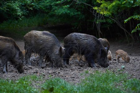 Porcs sauvages creusant pour se nourrir dans la forêt 