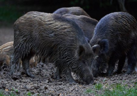 Foto de Cerdos salvajes cavando en busca de alimento en el bosque - Imagen libre de derechos