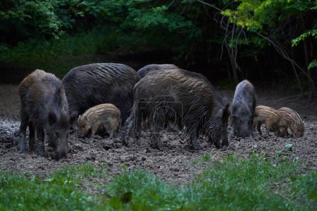 Cerdos salvajes cavando en busca de alimento en el bosque 