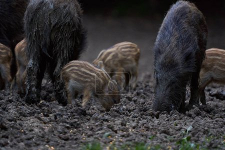 Foto de Cerdos salvajes cavando en el bosque durante el día - Imagen libre de derechos