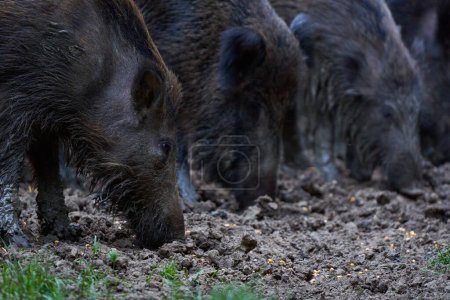 Foto de Omnívoros cerdos salvajes alimentándose en el bosque durante el día - Imagen libre de derechos