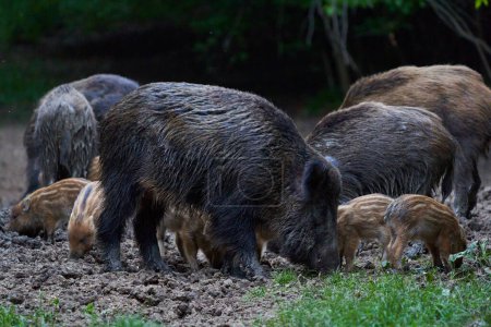 Gruppe von Wildschweinen füttert tagsüber im Wald  