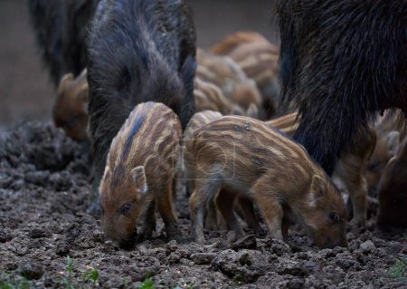 Gruppe kleiner und erwachsener Wildschweine ernährt sich tagsüber im Wald  