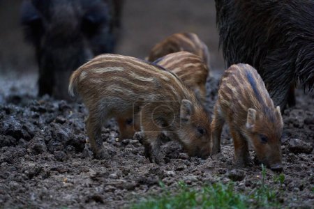 Foto de Familia de cerdos salvajes cavando en el bosque para alimentarse - Imagen libre de derechos