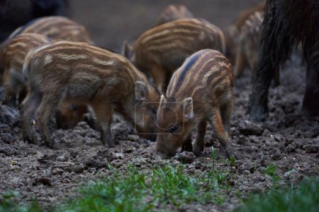 Familia de cerdos salvajes excavando en el bosque en busca de alimentos
