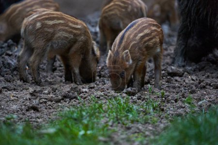 Photo for Feral pigs family digging in forest for food - Royalty Free Image