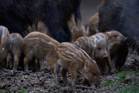 Foto de Familia de cerdos salvajes excavando en el bosque en busca de alimentos - Imagen libre de derechos