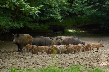 Schweine in einer Herde, die durch eine Lichtung im Wald wühlt