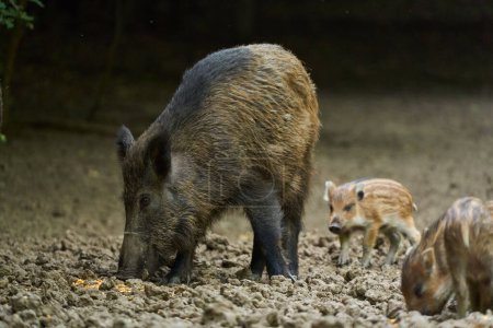 Gruppe wilder Wildschweine wühlt sich durch eine Lichtung im Wald