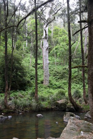 Téléchargez les photos : Beau paysage le long de la Condamine River Road près de Killarney, Queensland. Avec montagnes, forêt, arbres et rivière - en image libre de droit