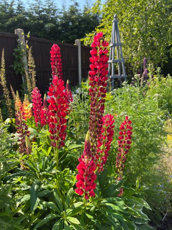 Foto de Hermosas flores de altramuz en un entorno de jardín en el Reino Unido rural - Imagen libre de derechos