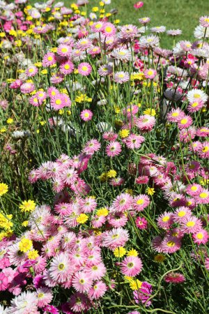 Foto de Flores de margarita de papel rosa brillante rodeadas de otras flores silvestres y follaje en el jardín de la cabaña - Imagen libre de derechos