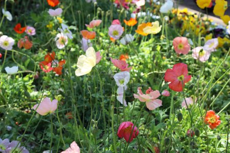 Foto de Hermosas flores de amapola multicolor en el jardín de flores silvestres en Australia - Imagen libre de derechos
