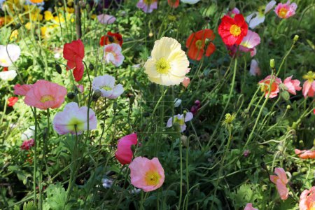 Foto de Hermosas flores de amapola multicolor en el jardín de flores silvestres en Australia - Imagen libre de derechos