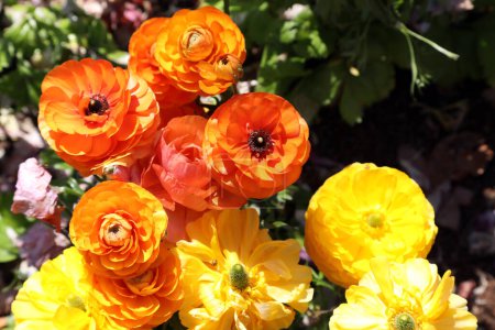 Foto de Hermosa flor silvestre Ranunculi flores en rojos y amarillos - Imagen libre de derechos