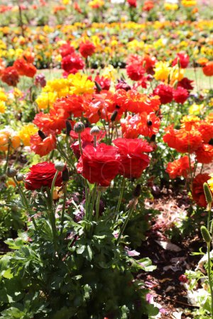 Téléchargez les photos : Belles fleurs sauvages Ranunculi en rouges et jaunes - en image libre de droit