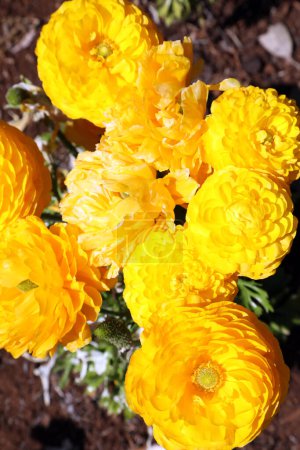 Foto de Hermosa flor silvestre Ranunculi flores en rojos y amarillos - Imagen libre de derechos