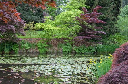 Téléchargez les photos : Étang de jardin d'été coloré et luxuriant - en image libre de droit
