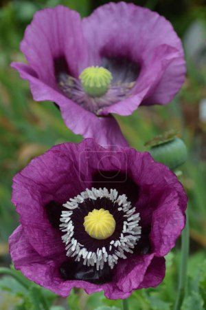 Téléchargez les photos : Gros plan de deux beaux coquelicots violets - en image libre de droit