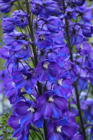 Téléchargez les photos : Gros plan de belles fleurs bleu delphinium - en image libre de droit