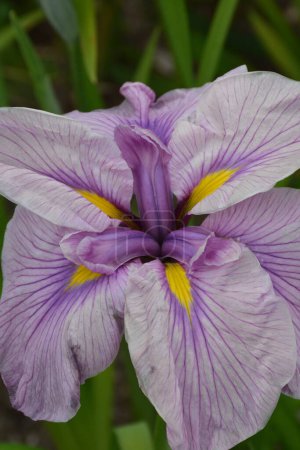 Téléchargez les photos : Gros plan de la belle fleur d'iris violet - en image libre de droit