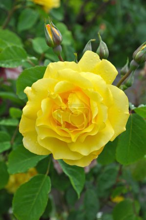 Téléchargez les photos : Belle rose jaune simple en pleine floraison - en image libre de droit