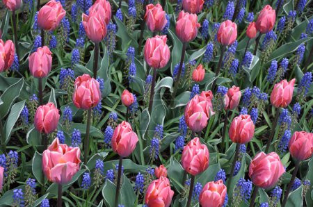 Téléchargez les photos : Tulipes et bleuets roses - en image libre de droit