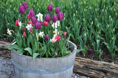 Téléchargez les photos : Jonquilles et tulipes colorées assorties dans une jardinière en barrique - en image libre de droit
