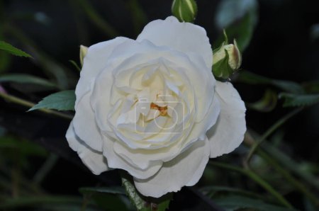 Téléchargez les photos : Gros plan de belle rose blanche simple - en image libre de droit