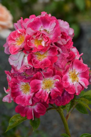 Téléchargez les photos : Belle grappe rose et blanc hybride rose - en image libre de droit