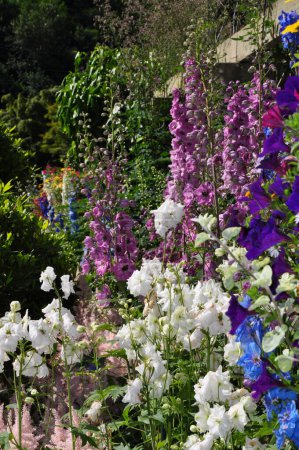 Téléchargez les photos : Jardin de fleurs delphinium coloré - en image libre de droit