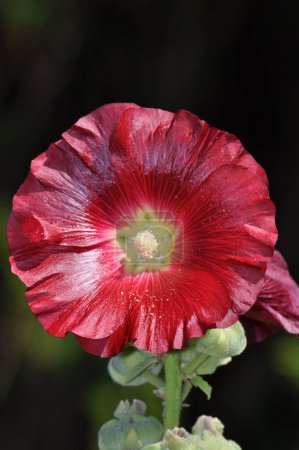 Téléchargez les photos : Belle fleur hollyhock rouge - en image libre de droit