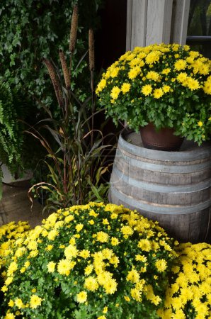 Téléchargez les photos : Pot de chrysanthèmes jaunes assis sur un tonneau en bois - en image libre de droit