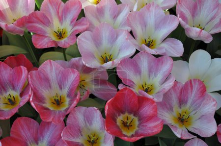 Téléchargez les photos : Belles tulipes rayées roses et blanches au printemps - en image libre de droit