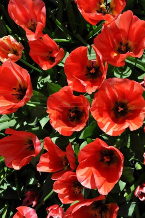 Téléchargez les photos : Gros plan de belles tulipes rouges de printemps en pleine floraison - en image libre de droit