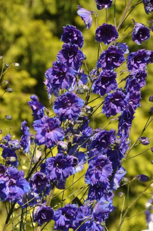 Téléchargez les photos : Belles fleurs delphinium violet - en image libre de droit