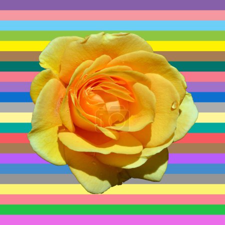 Téléchargez les photos : Belle rose jaune sur fond arc-en-ciel - en image libre de droit