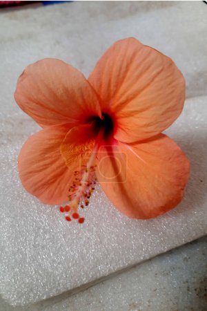 View of bloomed, orange hibiscus flower with long outgrown stylus