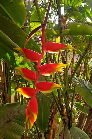 View of rich red, hanging down, back-lit Heliconia rostrata flower