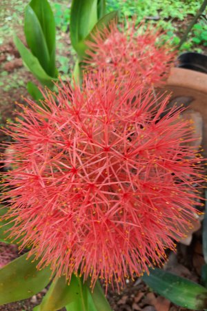 Close-up of Scadoscus multiflorus known as Blood Lily in India grown as ornamental plant for its brilliantly coloured flowers