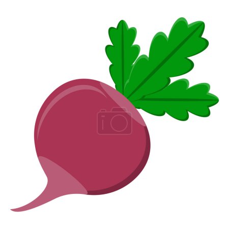 Illustration for Radish vegetable food flat icon vector illustration isolated on white background - Royalty Free Image