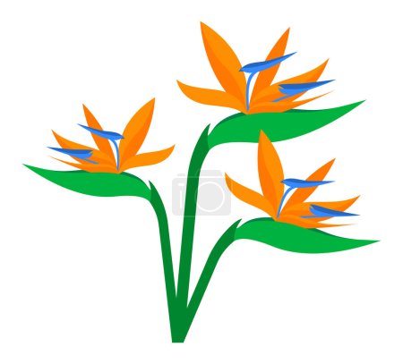 Ilustración de Bird of paradise flower tropical plant vector illustration isolated on white background - Imagen libre de derechos