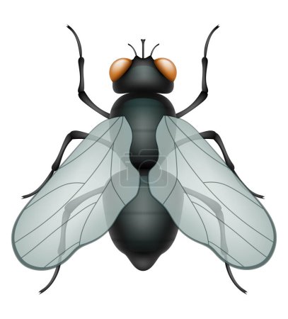 Téléchargez les illustrations : Ensemble insectes animaux animaux vecteur illustration isolé sur fond blanc - en licence libre de droit