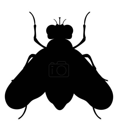 Ilustración de Insectos mosca fauna animales vector ilustración aislado sobre fondo blanco - Imagen libre de derechos