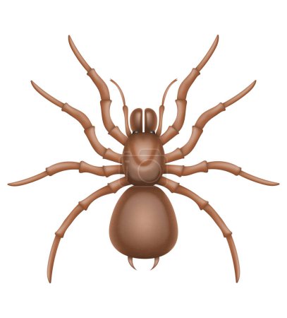 Téléchargez les illustrations : Araignée insectes faune animaux vecteur illustration isolé sur fond blanc - en licence libre de droit