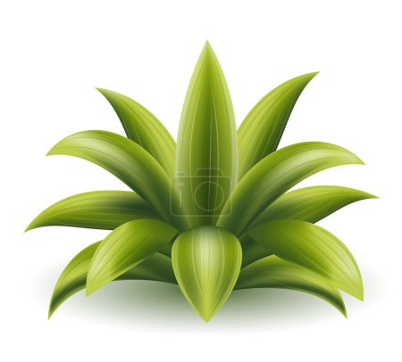 Téléchargez les illustrations : Illustration vectorielle de palmier vert tropical isolé sur fond blanc - en licence libre de droit