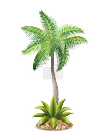 Ilustración de Palmera tropical con ilustración vectorial de follaje verde aislada sobre fondo blanco - Imagen libre de derechos