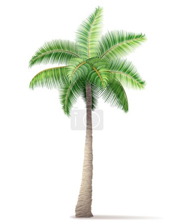 Téléchargez les illustrations : Palmier tropical avec illustration vectorielle de feuillage vert isolé sur fond blanc - en licence libre de droit