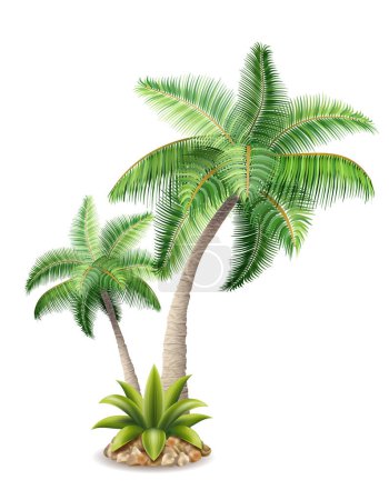 Téléchargez les illustrations : Palmier tropical avec illustration vectorielle de feuillage vert isolé sur fond blanc - en licence libre de droit