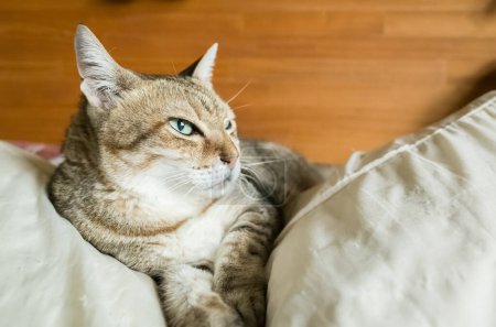 Foto de Perezoso y divertido tabby gato estancia en un cama en casa - Imagen libre de derechos